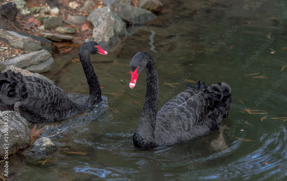 Pair of Black Swans Swimming in a Rippling Pond Pair of Black Swans Swimming in a Rippling Pond