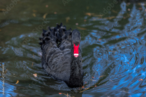 Dark Plumage on a Black Swan with a Red Beak in a Rippling Pond