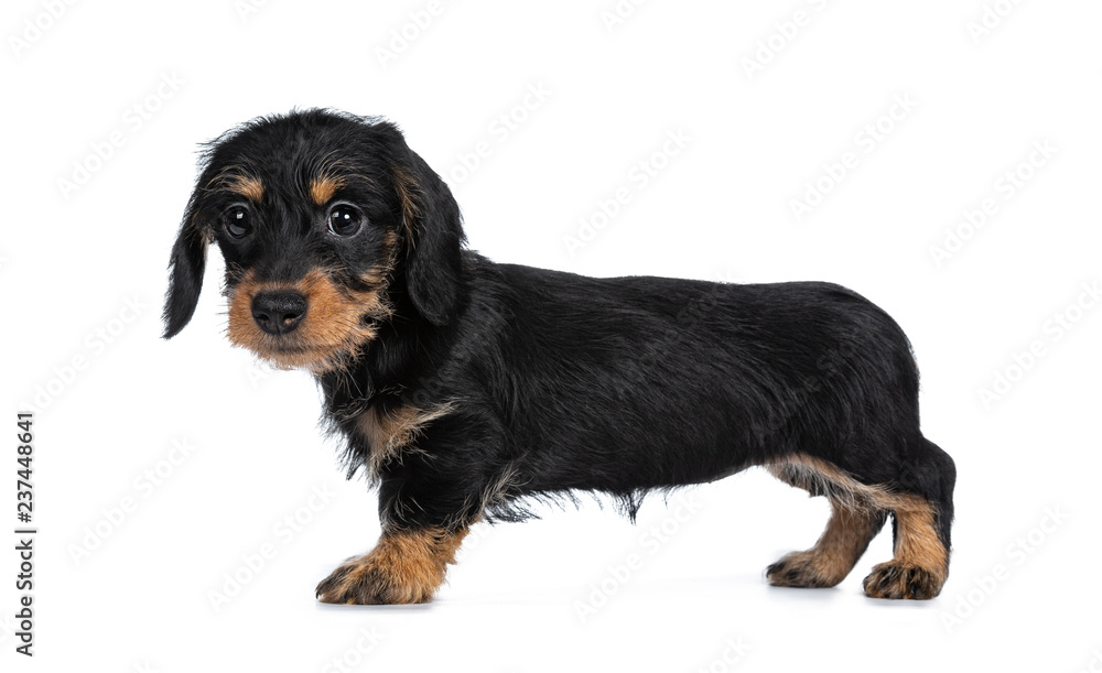 Super cute Mini Dachshund wirehaired standing side ways, looking with big droopy eyes to camera. Isolated on white background. Super cute Mini Dachshund wirehaired standing side ways, looking with big droopy eyes to camera. Isolated on white background.