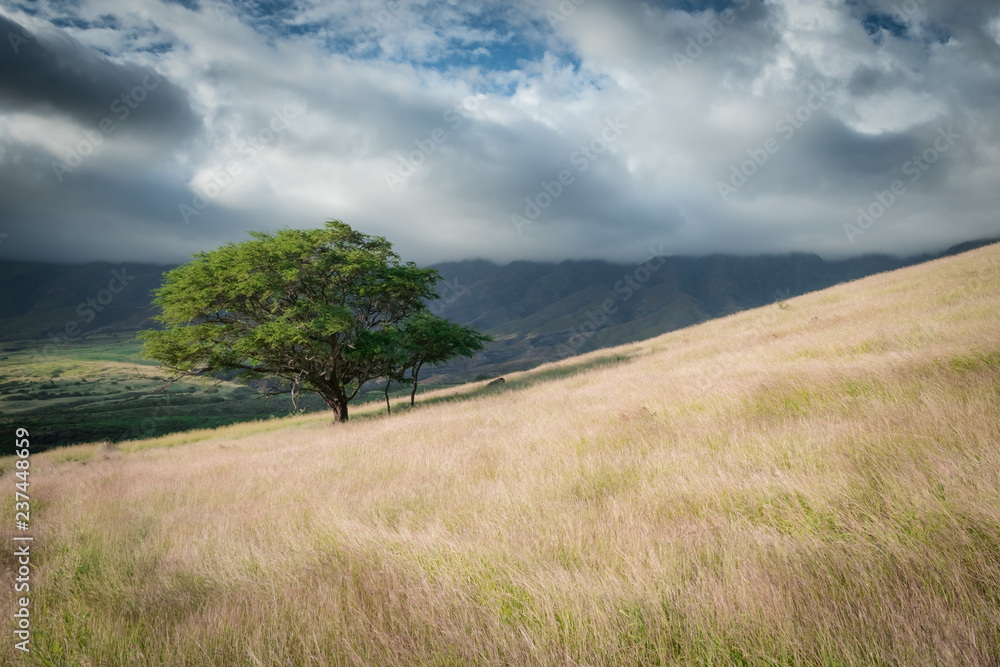 Fototapeta premium Tree in the field and mountains and clouds