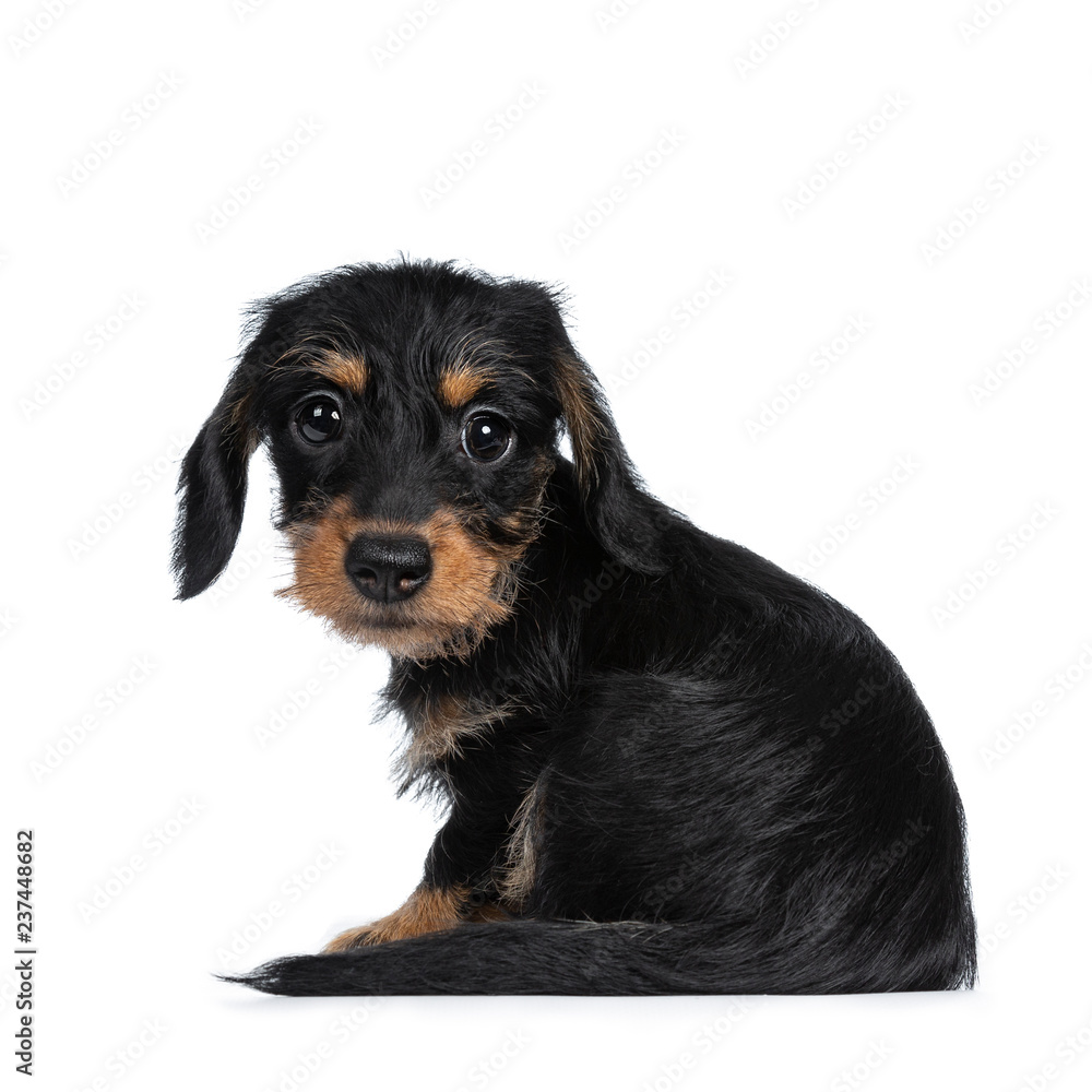 Super cute Mini Dachshund wirehaired sitting side ways, looking with big droopy eyes to camera. Isolated on white background.