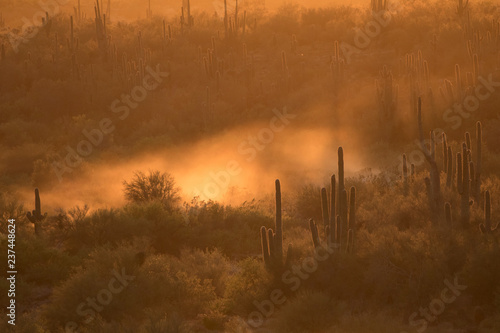 Foggy Desert