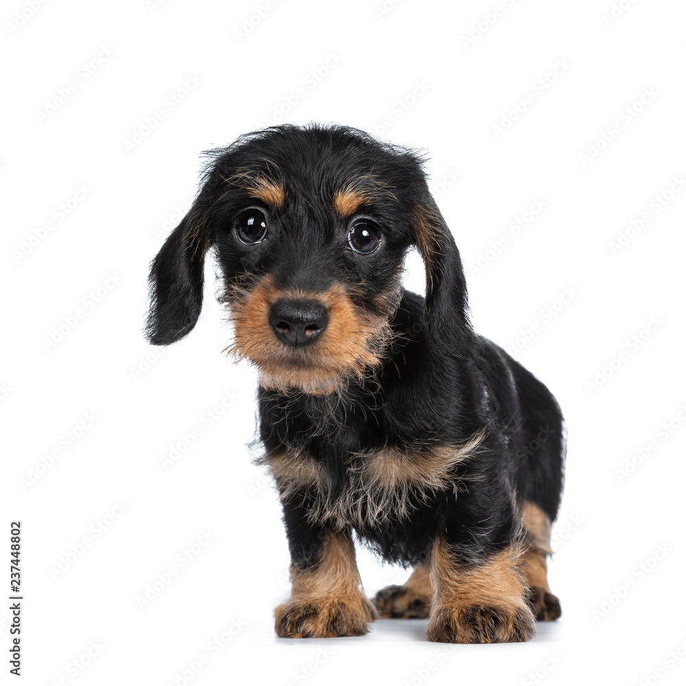 Super cute Mini Dachshund wirehaired standing, looking with big droopy eyes to camera. Isolated on white background.