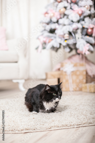 Wallpaper Mural serious black cat with white spots and green eyes Torontodigital.ca