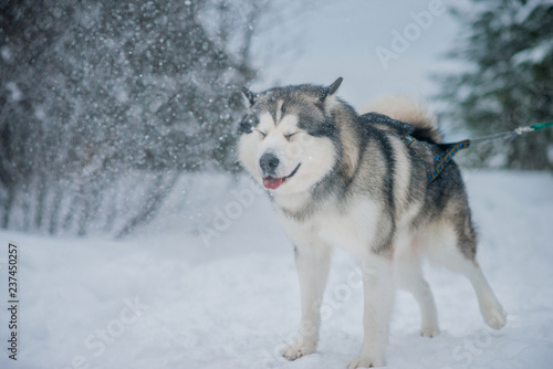 Dog Alaskan Malamute in the winter snowy forest © malykalexa777