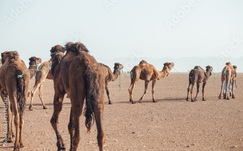 Group of dromedaries in the desert