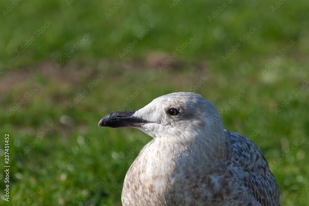 Obraz premium Silbermöwe