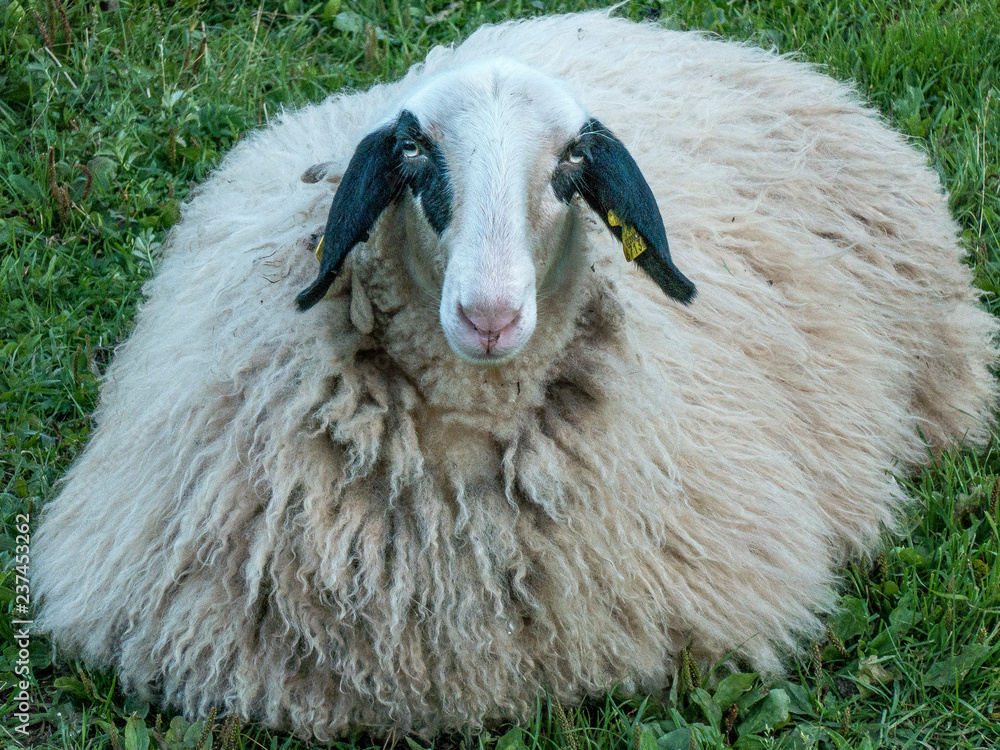 Naklejka premium Pecore