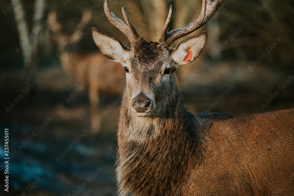 Obraz premium Deer in the forest