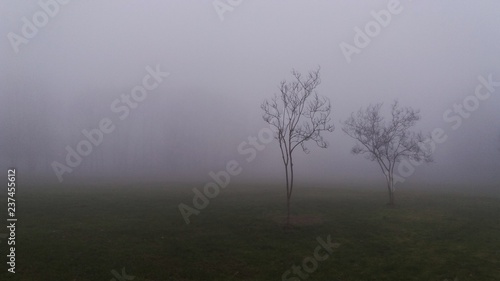 two isolated trees in foggy neutral background landscape with copy space for web banner, social media, blog post. Autumn fall nature landscape