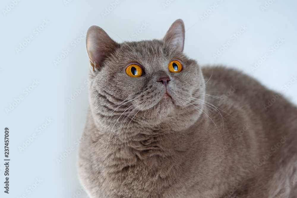 Portrait cute British Shorthair Cat with bright orange eyes lying and looking up on white background.Adorable adult British Shorthair cat with plush short coat, impressive muscle mass,sturdy physique