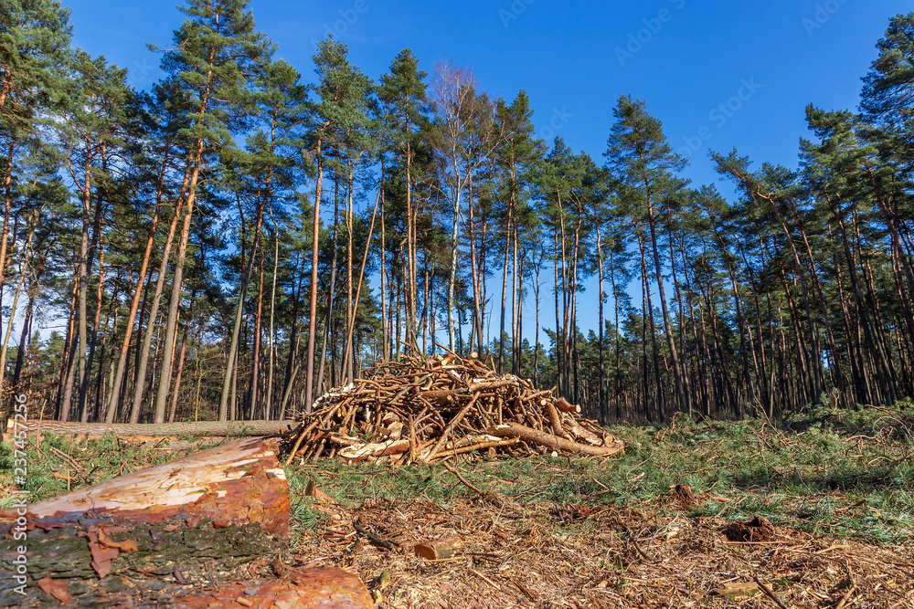 Felling of trees in a pine forest in Poland Felling of trees in a pine forest in Poland