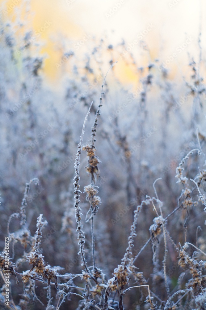 Frozen wild grass with blurred background Frozen wild grass with blurred background