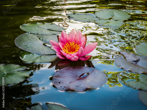 Beautiful pink water lily or lotus flower with petals with water drops or dew.  Nymphaea Marliacea Roseais reflected in a black pond. photo