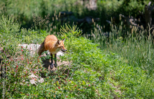 Fototapeta Naklejka Na Ścianę i Meble -  Red Fox