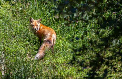 Red Fox