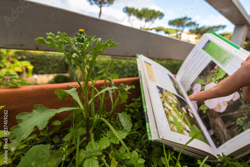 Identifying wild flower with botany field guide