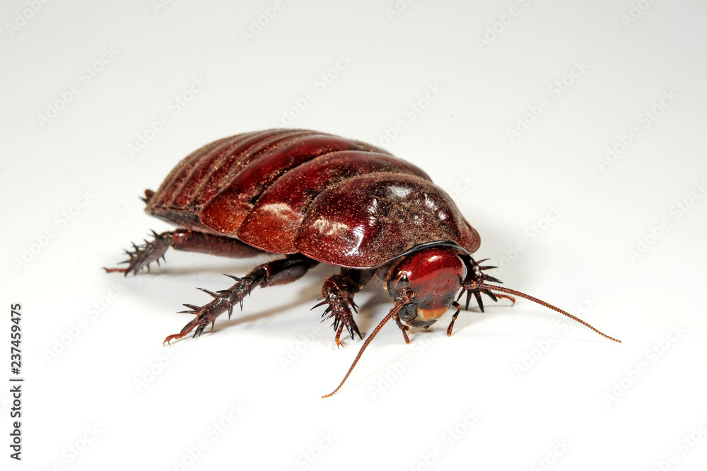RhinoSchabe (Macropanesthia rhinoceros) giant burrowing cockroach