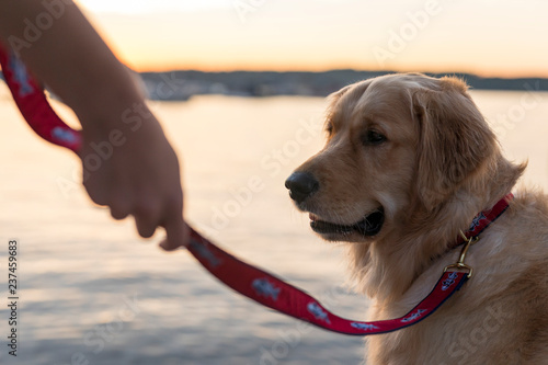 Lake Golden Retriever 