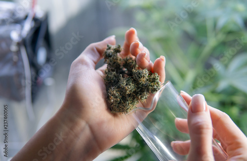 marijuana buds in glass close-up. Medical weed concept