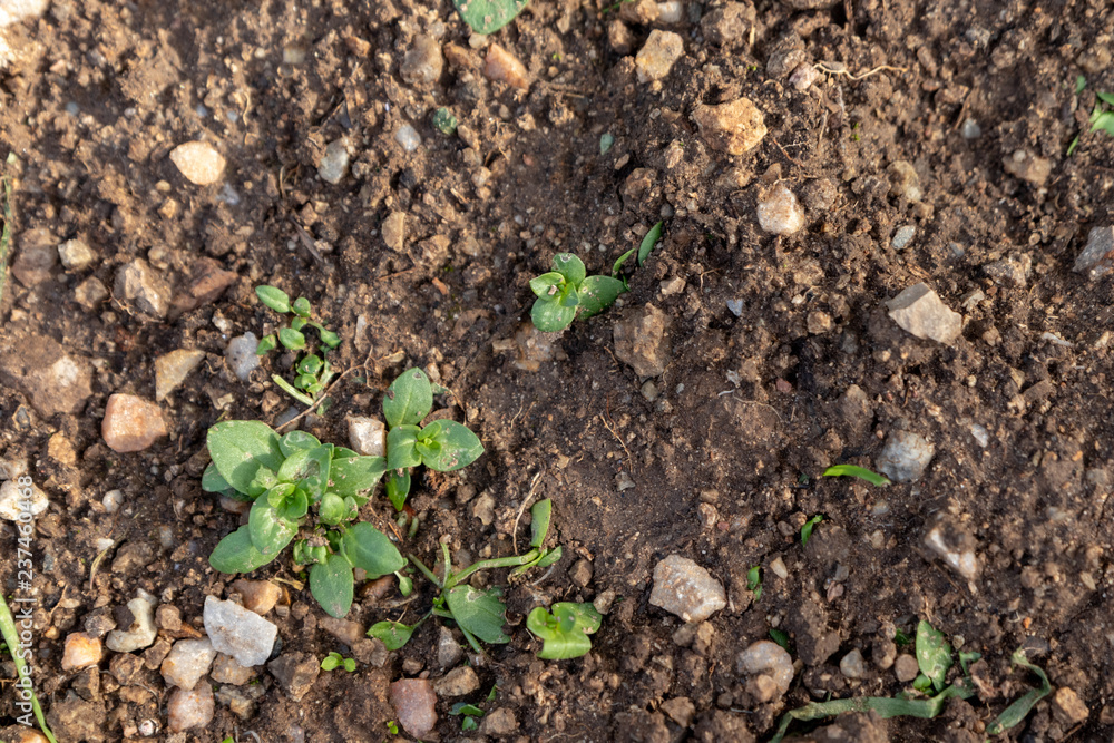 seedlings growing in dirt seedlings growing in dirt