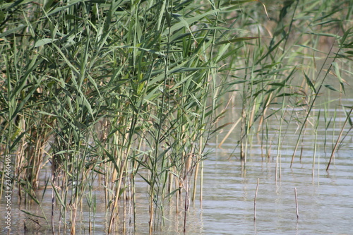 Schilf_Neusiedlersee