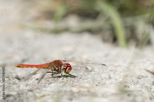 A common darter sitting on the ground