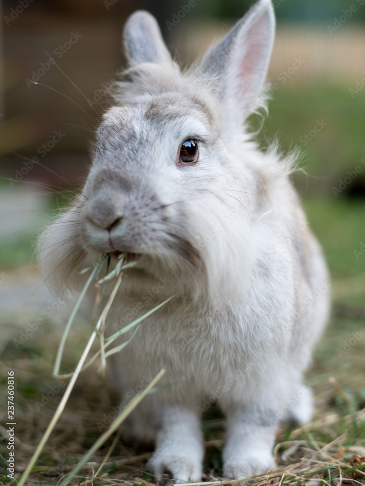 A white dwarf rabbit sitting in the grass, eating A white dwarf rabbit sitting in the grass, eating