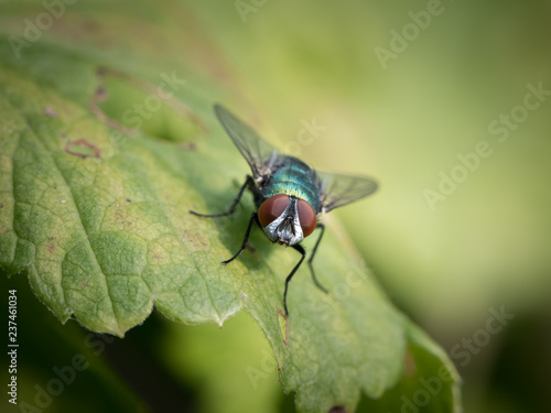 A green blow-fly with red eyes sitting on a green leaf