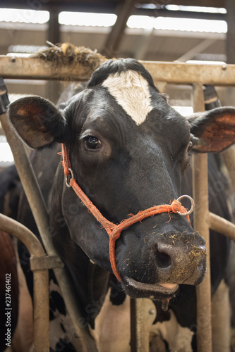 Fototapeta Naklejka Na Ścianę i Meble -  Cow farm cattle barn milk