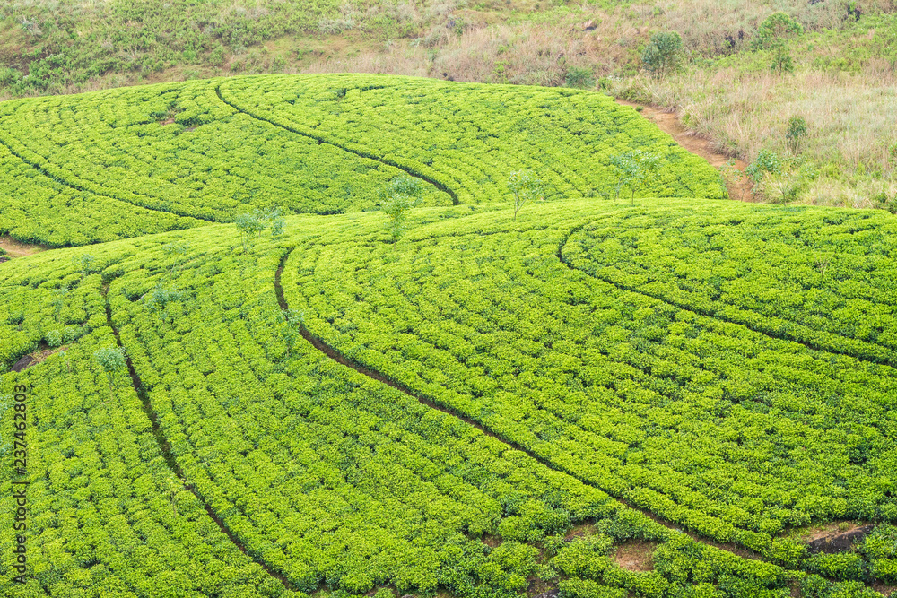 Tea plantation, Ceylon. Landscapes of Sri Lanka Tea plantation, Ceylon. Landscapes of Sri Lanka