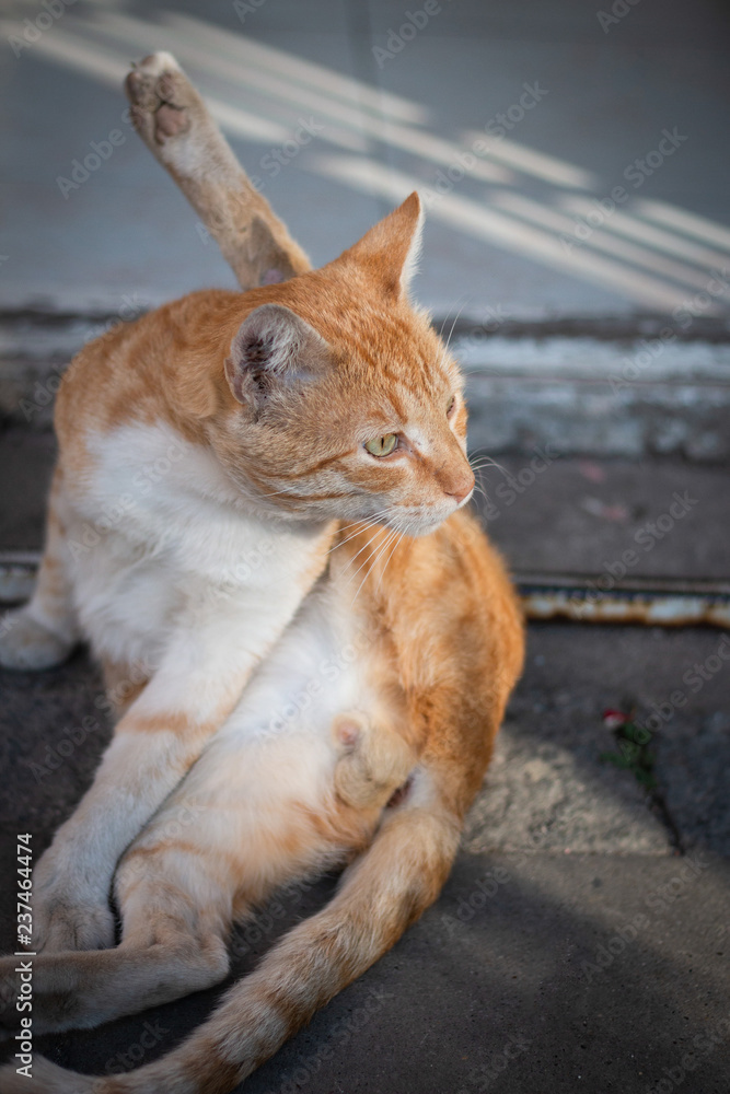Male cat get disturbed while cleaning its crotch Male cat get disturbed while cleaning its crotch