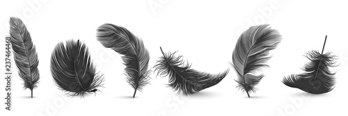 Photo Vector 3d Realistic Different Falling Black Fluffy Twirled Feather Set Closeup Isolated on White Background