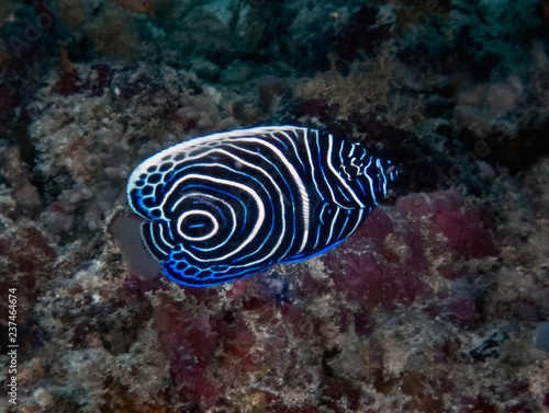 A juvenile Emperor Angelfish  Pomacanthus imperator  in the Indian Ocean