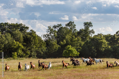 Wallpaper Mural Herd of Horses in Pasture Torontodigital.ca