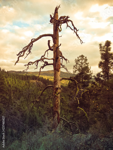 Dead tree