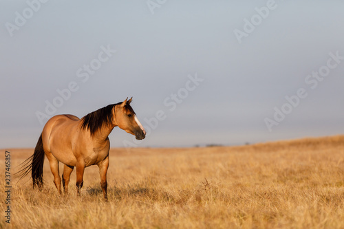 Buckskin Horse in Pasture photo