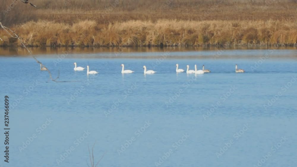 A flock of white swans floating on the autumn lake or river A flock of white swans floating on the autumn lake or river