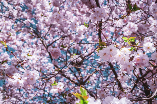 Wallpaper Mural Cherry tree blossom Torontodigital.ca