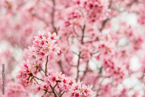 Clusters of Small Pink Spring Flowers