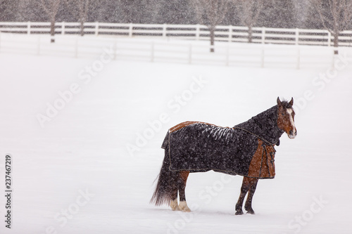 Blanketed Horse in Snow