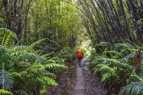 Taranaki, Around the Mountain Circuit, Egmont National Park, New Zealand