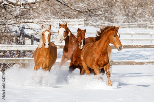Group of horse running in ranch during winter