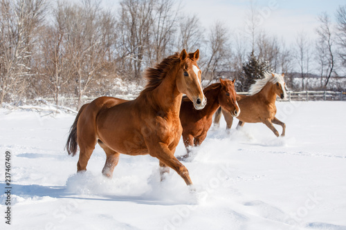 Herd of Horse in Snow