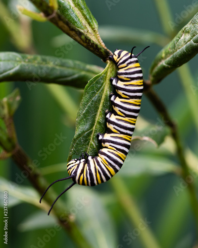 A monarch butterfly caterpillar feeding on swamp milkweed.