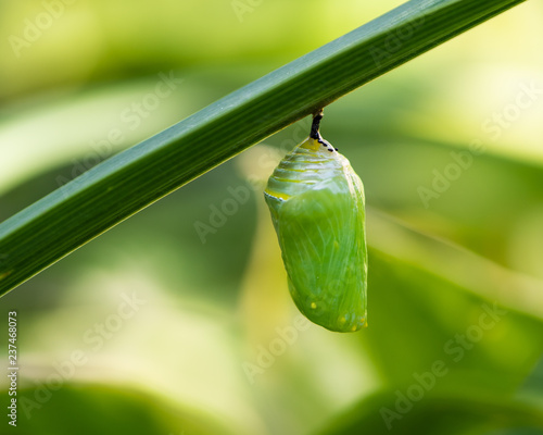 Fototapete A monarch butterfly chrysalis handing from a day lily leaf.