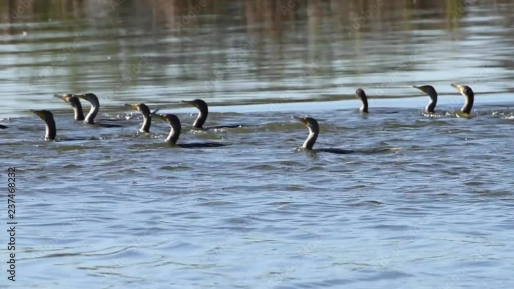 HD Video of many double crested cormorants swimming together diving down for food. The double-crested cormorant is found near rivers and lakes and along the coastline. HD Video of many double crested cormorants swimming together diving down for food. The double-crested cormorant is found near rivers and lakes and along the coastline.
