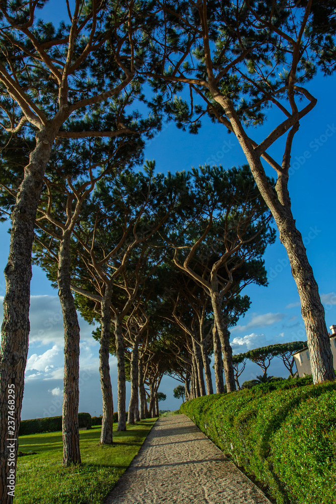 Pine road. Roads between the trees. Pine road. Roads between the trees.