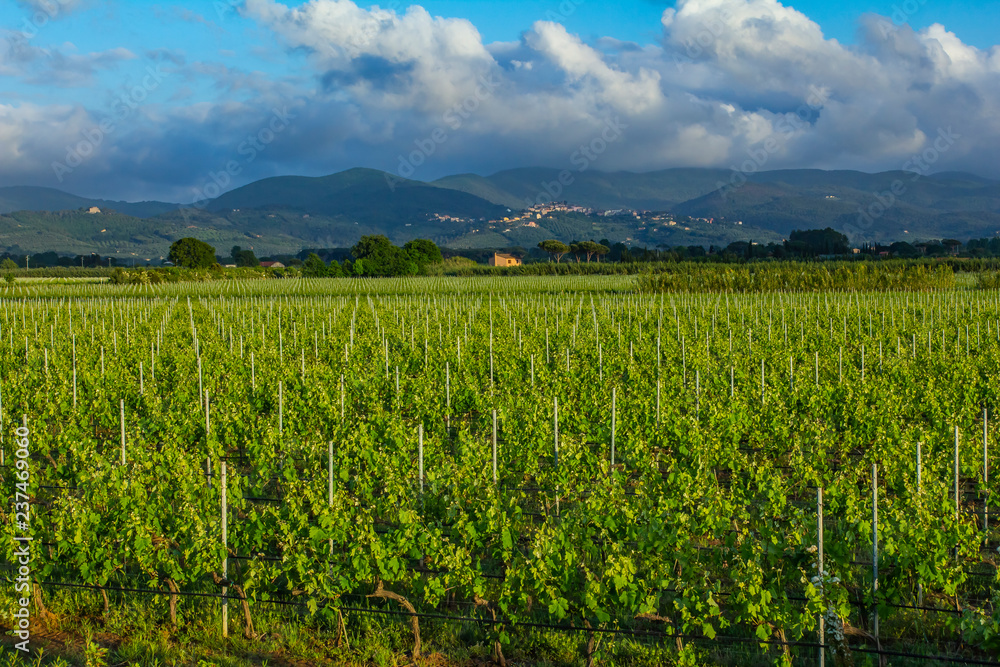 Traditional countryside and landscapes of beautiful Tuscany. Vineyards in Italy. Vineyards of Tuscany, Chianti wine region of Italy. Traditional countryside and landscapes of beautiful Tuscany. Vineyards in Italy. Vineyards of Tuscany, Chianti wine region of Italy.