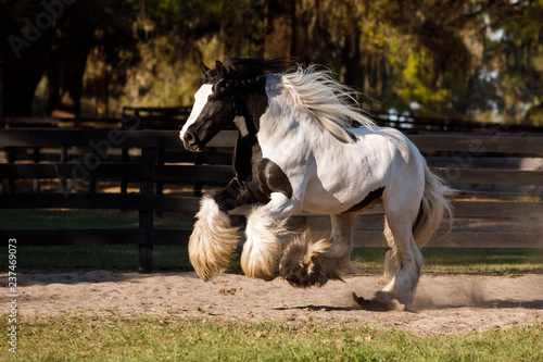 Gypsy Vanner Running